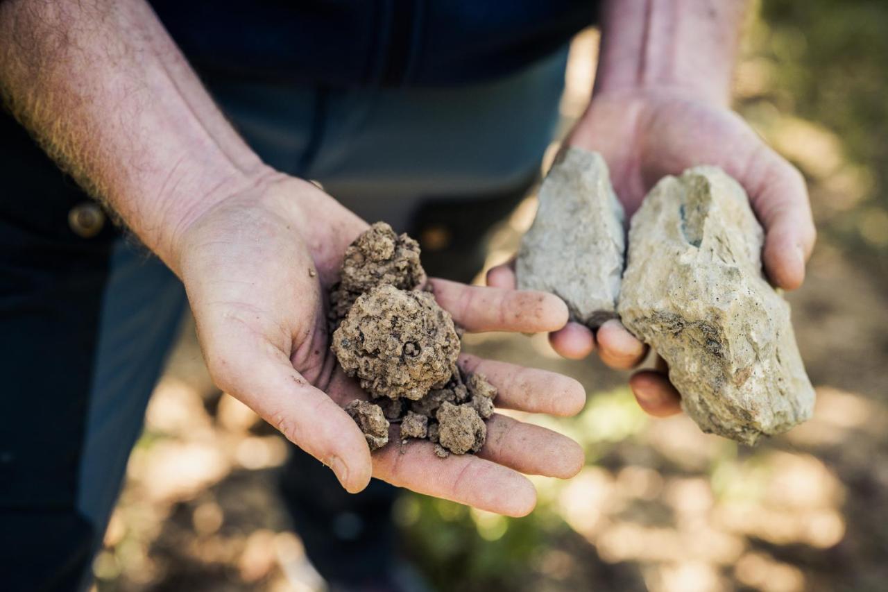 Weingut Und Gaestehaus Apel نيتيل المظهر الخارجي الصورة